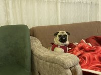 1.5 YAŞINDA AŞILI KARNELİ DİŞİ PUG
