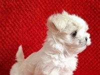 Maltese terrier ırkının en özel yavruları