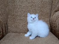 British shorthair silver point kızımız