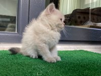 Pamuk tüylü blue point scottish