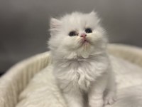 Erkek dişi british longhair yavrular