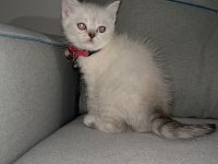 A kalite british shorthair blue point dişi
