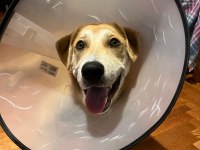 GÜLER YÜZLÜ LABRADOR KAJU KALICI YUVASINI ARIYOR
