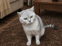 1 yaşında erkek british shorthair