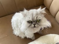 Chinchilla kedimi sahiplendirmek istiyorum