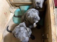 Cane corso blue erkek yavrumuz