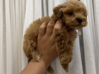 Teacup Kore Maltipoo yavrusu