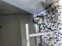 3 adet bebek sevda papağanı