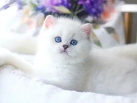 Pamuk gibi silver british shorthair