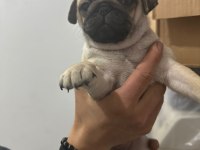 SHOW CLASS PUG MOPS BEBEKLER