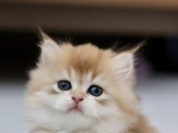 SAFKAN CANA YAKIN SOSYAL BRİTİSH LONGHAİR BEBEKLER