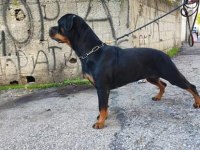 Orjinal rottweiler yavruları rezervede