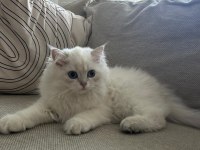 3.5 aylık british longhair yavru bundan sevimlisi yok