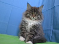 İlloai ve Arthur eşleşmesi son iki kız şecereli maine coon