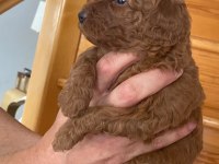 Üst kalite ev ortamında büyüyüyen Poodle güzellikleri