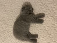 Yavru scottish fold minnoşlarımız