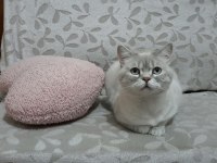 ANKARA İÇİ YUVA BU KEDİLERE ACİL YUVA