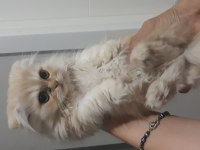 İran kedisi 2,5 aylık