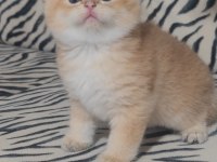 British shorthair kedisi