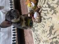 A kalite scrli babadan blue tan fransız bulldog yavru