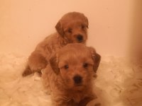 A kalite maltipoo yavrularımız