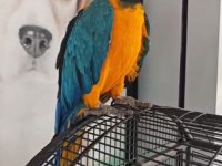 Belgeli Çipli Ara Macaw Özel Renk