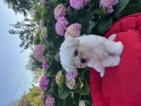 Orjinal kar beyaz bichon frise yavrular 