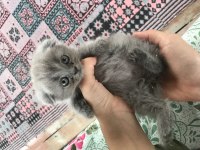 3 aylık yavru scottish fold