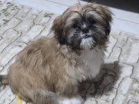 4.5 Aylık Dişi Shih Tzu Yavrumuz A Kalite