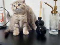2 aylık scottish fold yavru