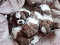 Sağlıklı Mükemmel Shih Tzu Yavrularımız
