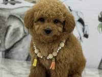 ORJİNAL MALTİPOO