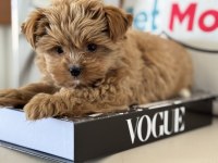 Petmode Köpek Çiftliğinde Ziyarete Açık Tea Cup Morkie
