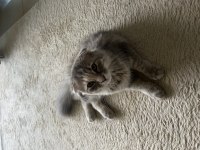 Minik scottish fold yavrumuzu sahiplendiriyoruz