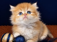 British Shorthair ve longhair golden yavrular