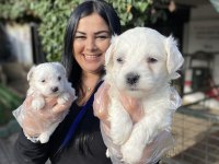 Kore maltese terrier yavrularım