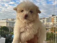 Maltipoo bebekler