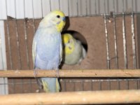 Rainbow çift muhabbet kuşu