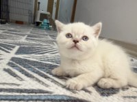 YAKIŞIKLI BRİTİSH SHORTHAİR PRENSLERİM