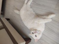 Ücretsiz kedimizi sahiplendirme