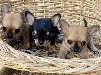 CHiHUAHUA KIZLAR