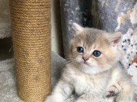 British longhair şecereli bebekler