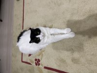 Ankara Kedisi Kırması