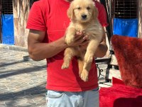 Golden retriever gerçek orjinal bebekler