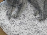 2 yaşında british shorthair