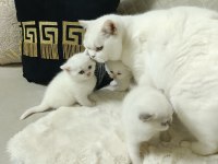 Sevimli british shorthair bebekler