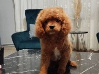 Toy poodle oğlumuz