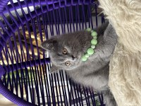 Safkan British Shorthair Yavru