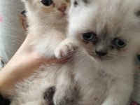 Uygun fiyata verilecek iran kedisi
