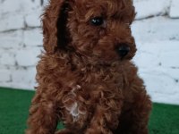 Toy poodle yavrumuz